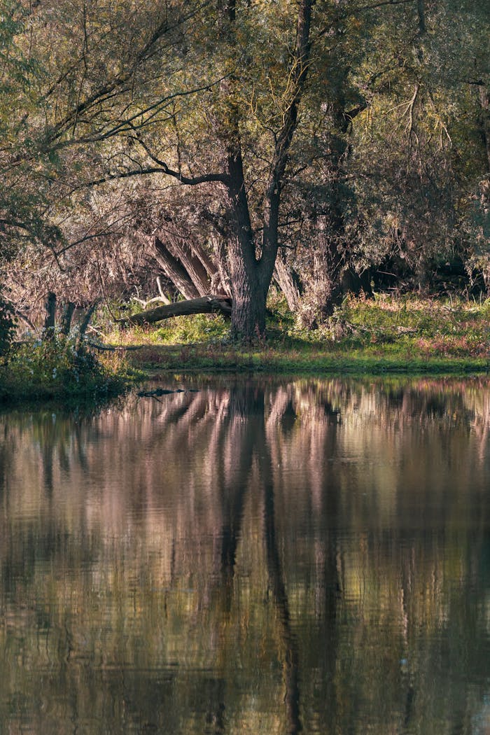 Strona Główna Tranquil lake in Eijsden, Netherlands reflecting trees in calm waters. Perfect nature scene.